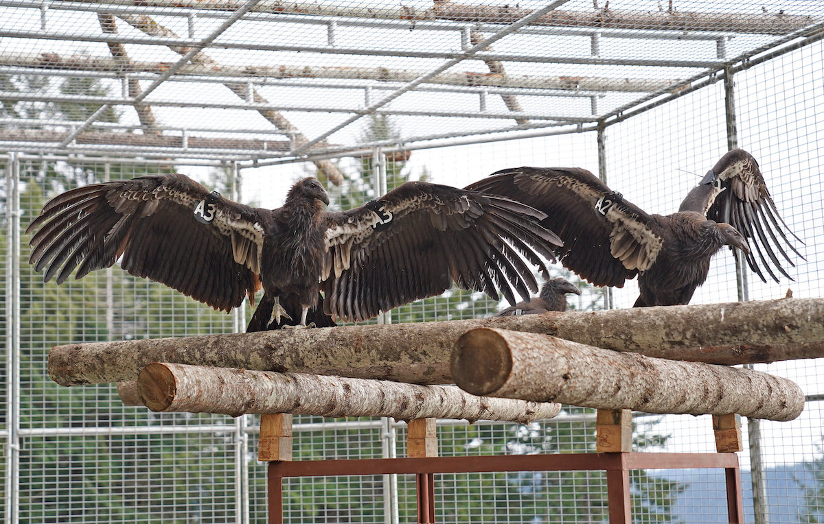 After more than a decade of work, the Yurok Tribe plans to release its first condors into the wild. (Courtesy photo)