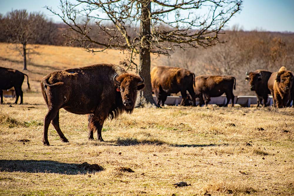 buffalo